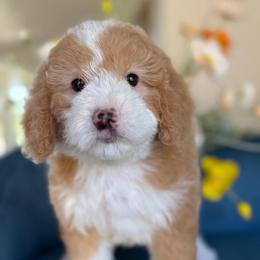 Parima - Red female Bernedoodle puppy in Yuciapa, California from AlltheDoodlez_