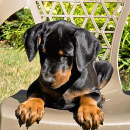 Ms. Cinderella - Black and rust female Doberman Pinscher puppy in Chagrin Falls, Ohio from Schloss Velburg Dobermanns