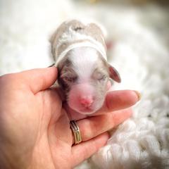 Denver - Parti male Double Doodle puppy in Cleveland, Tennessee from Edgewater Doodles & Designer Pups