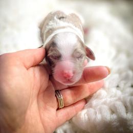 Denver - Parti male Double Doodle puppy in Cleveland, Tennessee from Edgewater Doodles & Designer Pups