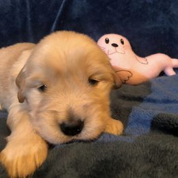 Girl 4 - Golden Retriever puppy in Lexington, Kentucky from ShimGold Golden Retrievers