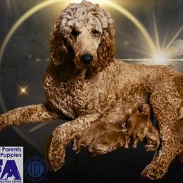 Lucy - Poodle