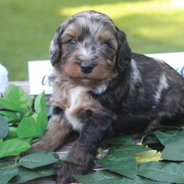 Aussiedoodle Puppies from Old Mills Aussiedoodles