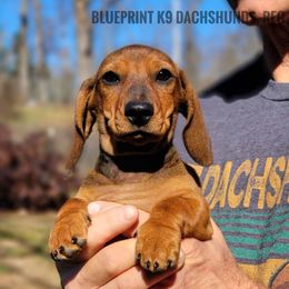 HUGO- Blueprint Here We Go MS - Red male Dachshund puppy in Mountain Grove, Missouri from Blueprint K9 Dachshunds- www.BlueprintK9.com
