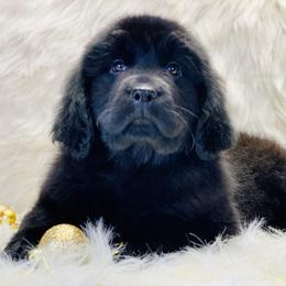 Newfoundland Puppies from Dyer Lake Newfoundland’s