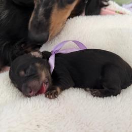 Silk- 5000 - Black and cream female Dachshund puppy in Summerfield, Florida from Dachshundly Perfect