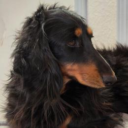 Quiggles - Dachshund