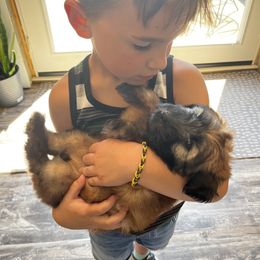 Soft Coated Wheaten Terrier Puppies from Warzalas wheatens