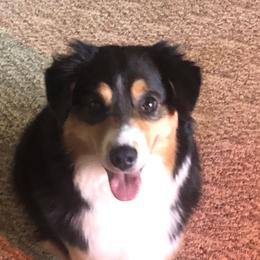 Faith - Miniature Australian Shepherd