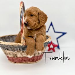 Assorted Doodle Crosses and Goldendoodle Puppies from Cynology Doodles