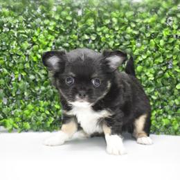 Justice - Black and tan male Chihuahua puppy in Bulls Gap, Tennessee from Smokey Mountain Chihuahuas