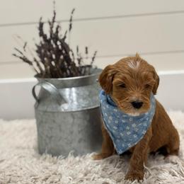 Timon - Light Blue Collar - Apricot male Goldendoodle puppy in Arlington, Washington from Anderson Goldendoodles