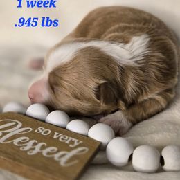 Cookie - Fawn sable female Havanese puppy in Trinity, Alabama from Tooties Cuties Havanese