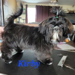 Maltese, Maltipoo, Poodle, and Shih Tzu Puppies from Marlees Puppies 1