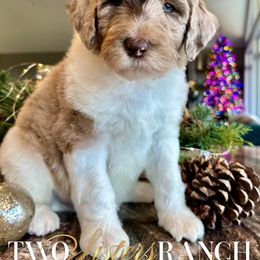 Pooh - male Newfypoo puppy in Jackson, Missouri from Two Sisters Ranch, LLC
