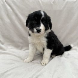 Female III - Black and white female Border Collie puppy in Okeechobee, Florida from Cowtown Corgis & Border Collies