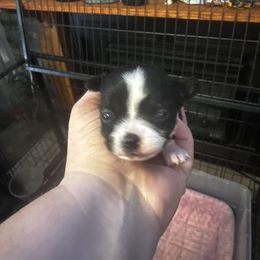 Jackson - Black and white male Chihuahua puppy in Madison, Virginia from KimberGlen Chihuahuas