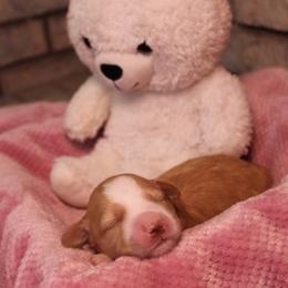 Ivy - Red female Aussiedoodle puppy in Nephi, Utah from Peachydoodlepups
