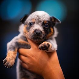 Girl 5 - Blue speckled female Australian Cattle Dog puppy in Amesbury, Massachusetts from Fox Hill Farm & K9