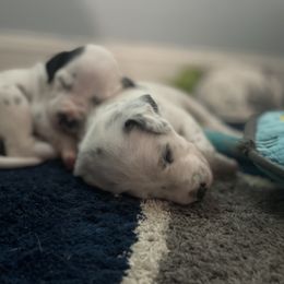 Dalmatian Puppies from New Horizonz Dobermans and Dalmatians