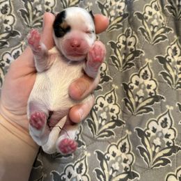 Rose - Chocolate, tan and white female Yorkshire Terrier puppy in Hertford, North Carolina from Peters Pups Yorkshire Terriers