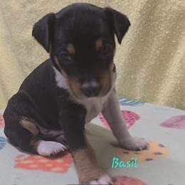 Basil - Black tan and white male Rat Terrier puppy in Divide, Colorado from Outlaw Farm and Kennel