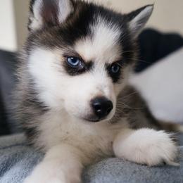 Gorgeous - Gray and white Pomsky puppy in Los Angeles, California from CaliMex Pomskies