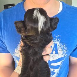 Little miss - Black and white female Havanese puppy in Melba, Idaho from Lawson Havanese