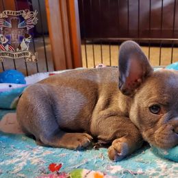 Boston Terrier and French Bulldog Puppies from Freedom Bostons