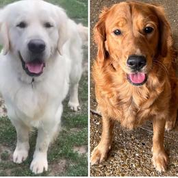 Golden Retriever puppies from RFGoldens