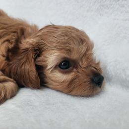 Mars - Apricot male Cavapoo puppy in Mission, Texas from Sharyland Pets