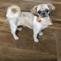 Marley - Shih Tzu