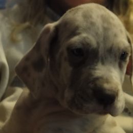 "Isaiah 6 weeks lilac merle male" Cardigan Welsh Corgi and Great Dane Puppies from Red Oak Farm and Kennel