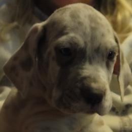 "Isaiah 6 weeks lilac merle male" Cardigan Welsh Corgi and Great Dane Puppies from Red Oak Farm and Kennel