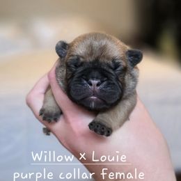 Purple Collar female - Fawn female French Bulldog puppy in Hamler, Ohio from Smith's Small Town Frenchies
