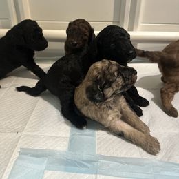 Goldendoodle Puppies from David's Doodles