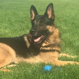 Ike - German Shepherd