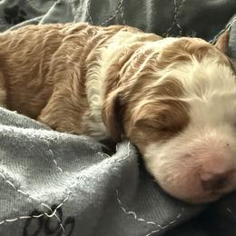 Buttercup - Red female Bernedoodle puppy in Mint Hill, North Carolina from Ball-Y-Hoo Bernedoodles