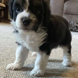 Aussiedoodle All Grown Up from Mini AussieDoodles on Meadow Lane