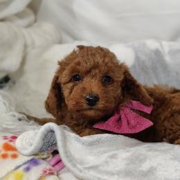 Casey-OFA and CHIC parents - Red  female Poodle puppy in Westfield, North Carolina from Legacy Pets