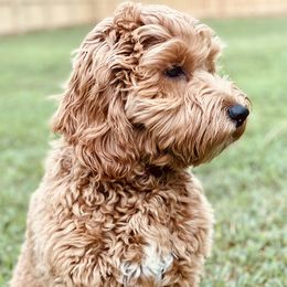 Emma Kate - Australian Labradoodle