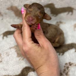 Happy AKC - Dapple female Dachshund puppy in Oklahoma City, Oklahoma from Barrett’s Doxie Farm
