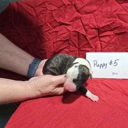 Aventurine - White and red brindle male Whippet puppy in Alvin, Texas from Pecan Grove Akitas & Whippets
