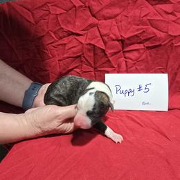 Aventurine - White and red brindle male Whippet puppy in Alvin, Texas from Pecan Grove Akitas & Whippets