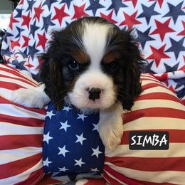 Simba - Tri-color male Cavalier King Charles Spaniel puppy in Lehi, Utah from Angels and Nobility Cavaliers