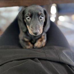 Salem - Dachshund