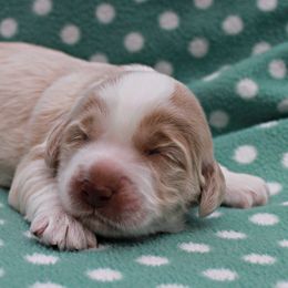 Tate - Australian Labradoodle