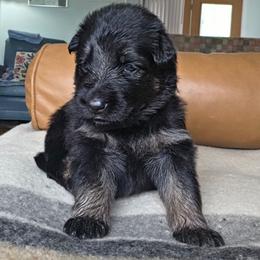 Sybil - Black and red female German Shepherd puppy in Columbus, Indiana from Stony Lonesome GSD