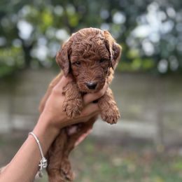 Tigger (Orange Collar) - Red  male Goldendoodle puppy in Palmetto Bay, Florida from SOMIDOODLES