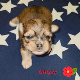 GINGER - Tan and white female Yorkshire Terrier puppy in Michigan from TenderLittleCuties